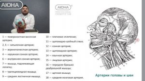 Кровоснабжение лица