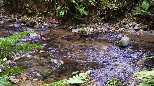 Serotonin Release & Immune System Stimulation - Alpha Brain Waves With Water Sounds смотреть онлайн