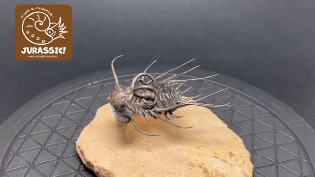 JURASSIC!三葉虫Dicranurus monstrosusディクラヌルス Atchana Alnif Moroccoモロッコ王国古生代デボン紀化石隕石販売のジュラシック