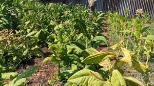 Обзор табака, сушка кустом 31.07.2022