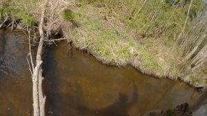 Ловля дикой форели и хариуса на лесных реках Ленинградской области