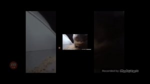 ПЕСНЯ ЧИПИ ЧИПИ ЧАПА ЧАПА С ПЕРЕВОДОМ На русский