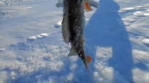 Озеро Синеглазово  (Окунь, март 2023)