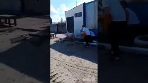 Архив 2024 Отлов Алабая