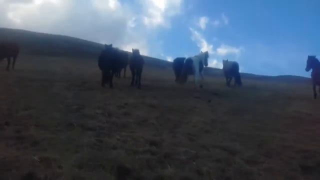 Лошади на пастбище смотреть онлайн