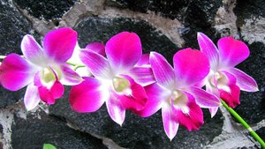 Категорически нельзя делать при уходе за дендробиумом - фаленопсисисом