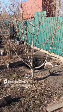Кизил Семен.Коротко о моих подходах к штамбовой формировке.