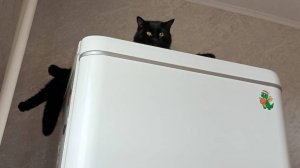 Басик, солнышко мое, мягких облачков тебе