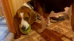 Собака ест дыню - киви))