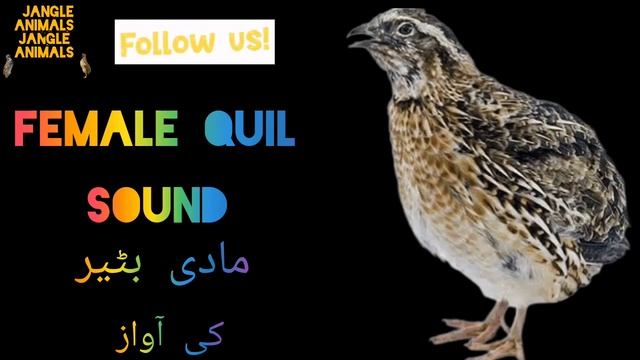 MAHOK madi batair ki awaz suba ke liye گندم کی شکار کے لئے مادی بٹیروں کی سپیشل زبردست آواز صبح وال