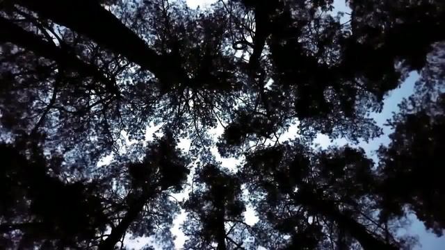 Релакс/Расслабляющие звуки ночного леса смотреть онлайн