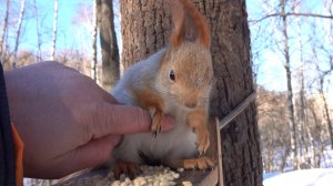 Покормил Толстую