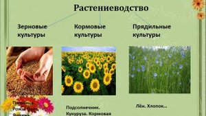 Окружающий мир  растеневодство — копия