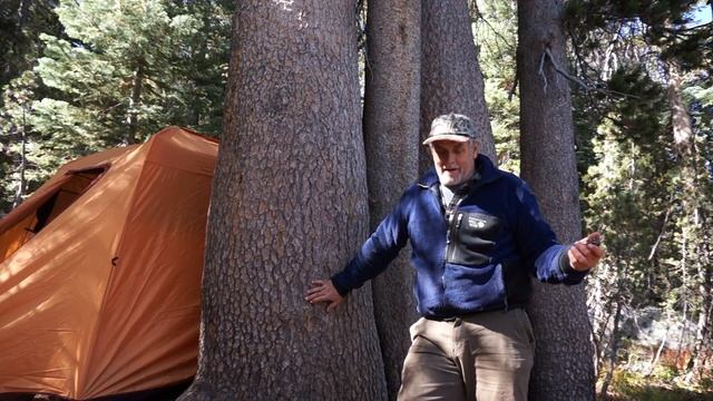 The Lodgepole Pine / Pinus contorta var. murrayana смотреть онлайн