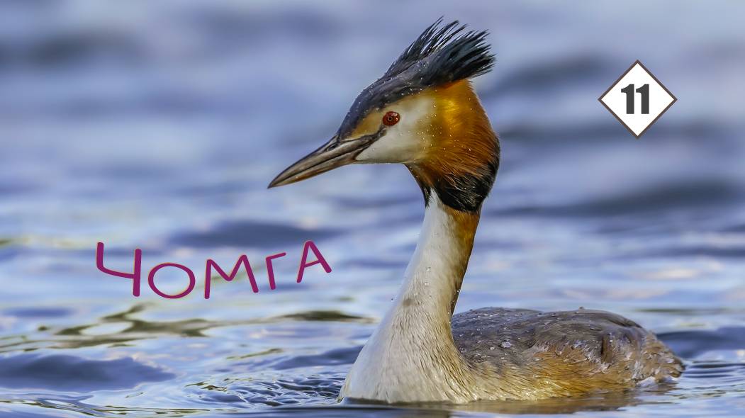 11_Чомга, или Большая поганка смотреть онлайн