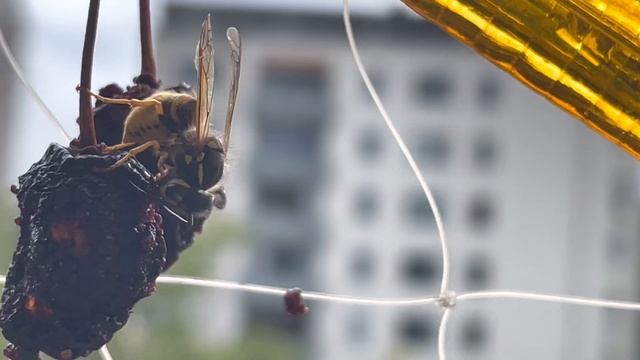 If it hadn’t been filmed, nobody would believe it! 🐝Wasp eats cherry (full version)🍒 Rare footage! смотреть онлайн