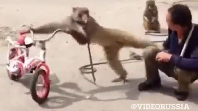 Мартышка украла сегорету смотреть онлайн