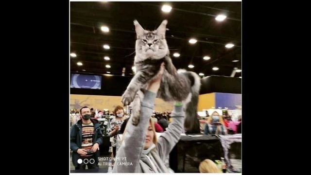 Houston 5 Years BD #shorts #cats #kittens #кошки #мейнкун