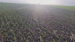 Яровой горох и зимующий горох. Состояние посевов.