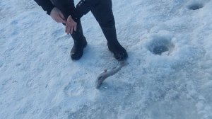 Поимки форели !!!