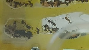 Муравьи - жнецы лакомятся личинкой!!!