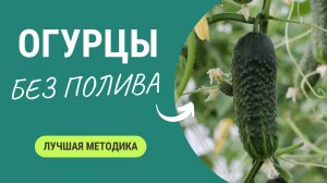 Вырастить огурец без полива? По этой методике вырастит даже в пустыне!