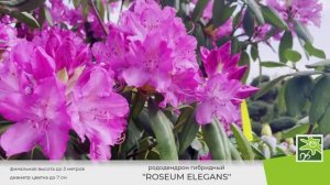 Рододендрон Розеум Элеганс: знакомимся с сортом