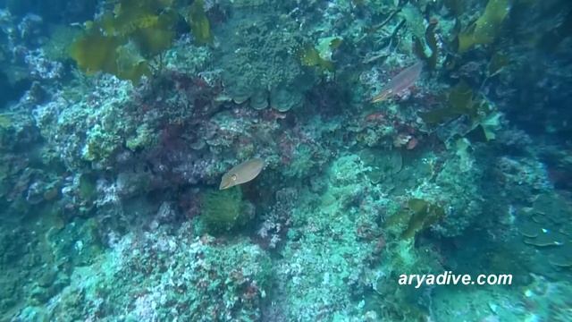 참갑오징어(Sepia esculenta)~ Golden cuttlefish,Cuttlefish смотреть онлайн