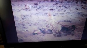 Высохшее море(Муми-тролль и комета "1978")