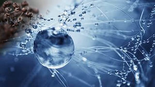 РАССКАЖИТЕ ПТИЦЫ... смотреть онлайн