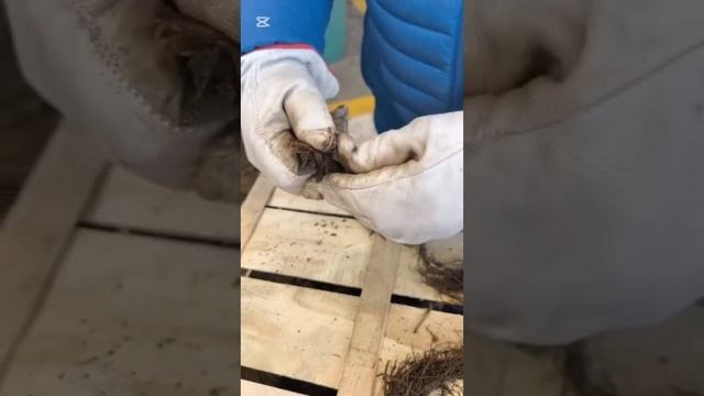Рассада первой репродукции