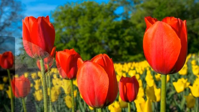 В колыбели озёрного неба Майский Жук смотреть онлайн