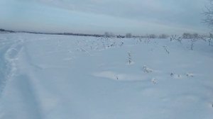 Нападение медведя на туристов