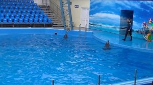 Голубицкая.Дельфинарий