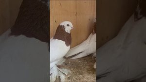 Турецкая Такла и Узбекские бойные голуби