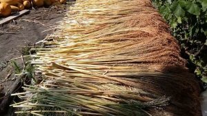 Очищаем просо от листьев. День первый.