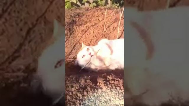 МИ-МИ КОТИК ЕСТЬ УКРОП