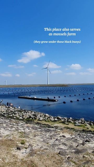 From Amsterdam to oysters in Bruinisse смотреть онлайн