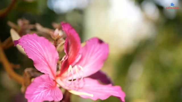 ЗА ЗИМОЙ ПРИДЁТ ВЕСНА смотреть онлайн