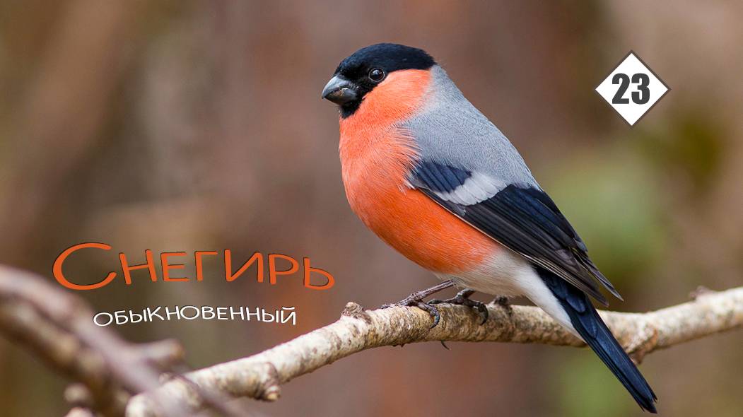 23_Снегирь обыкновенный смотреть онлайн