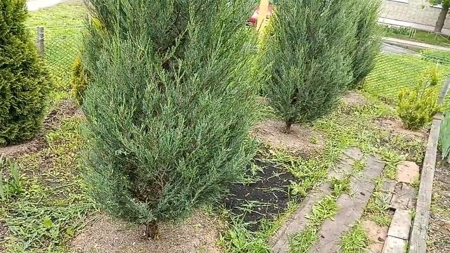 Стрижка скальных можжевельников смотреть онлайн