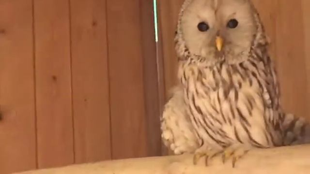 Белая неясыть. Орнитарий. Birds of eden. смотреть онлайн