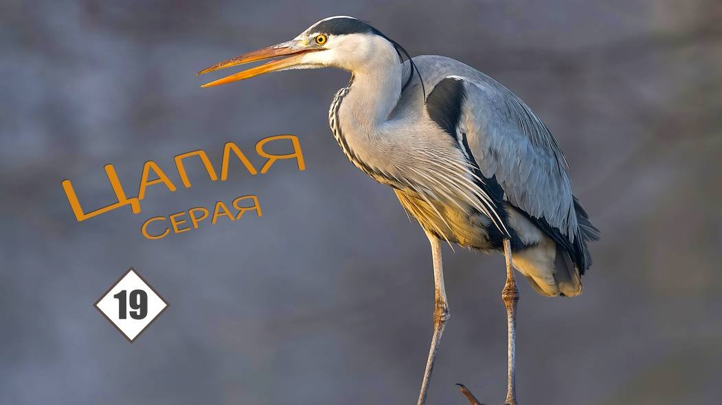 19_Цапля серая