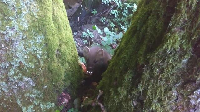 Cute baby marten attack смотреть онлайн