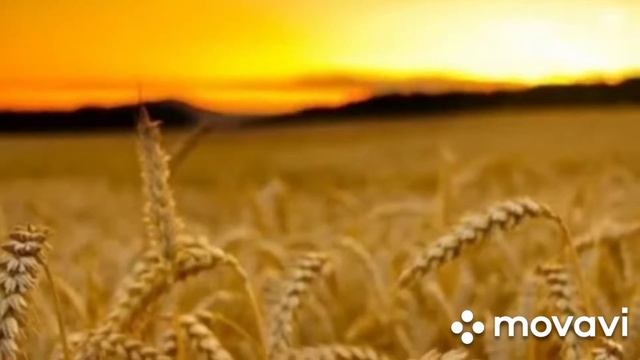 Так рождается хлеб. смотреть онлайн