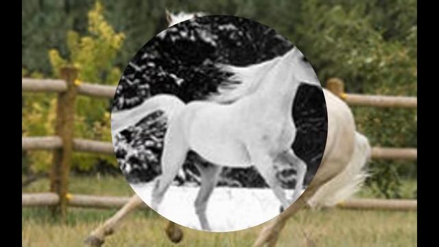 КОНИ БЕЛЫЕ смотреть онлайн