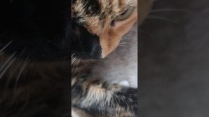 пранки над нашыми животными 😍