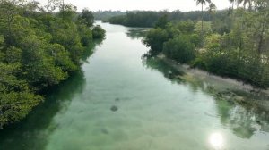 HAKULA MENTAWAI MANGROOVE