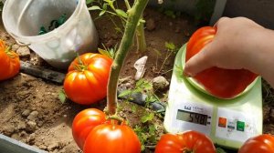 Томат Шаолиньский великан   13,08,2023