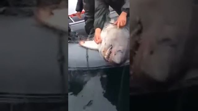 акула в каспийском море. смотреть онлайн